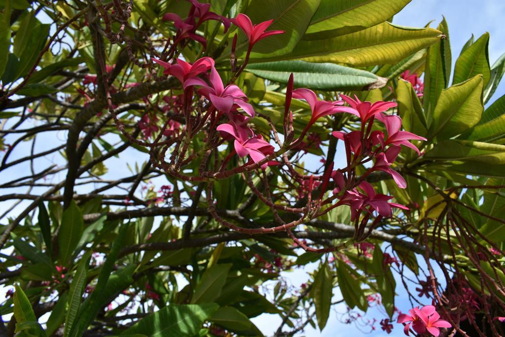Nona Lani Cottages Kihei Bagian luar foto