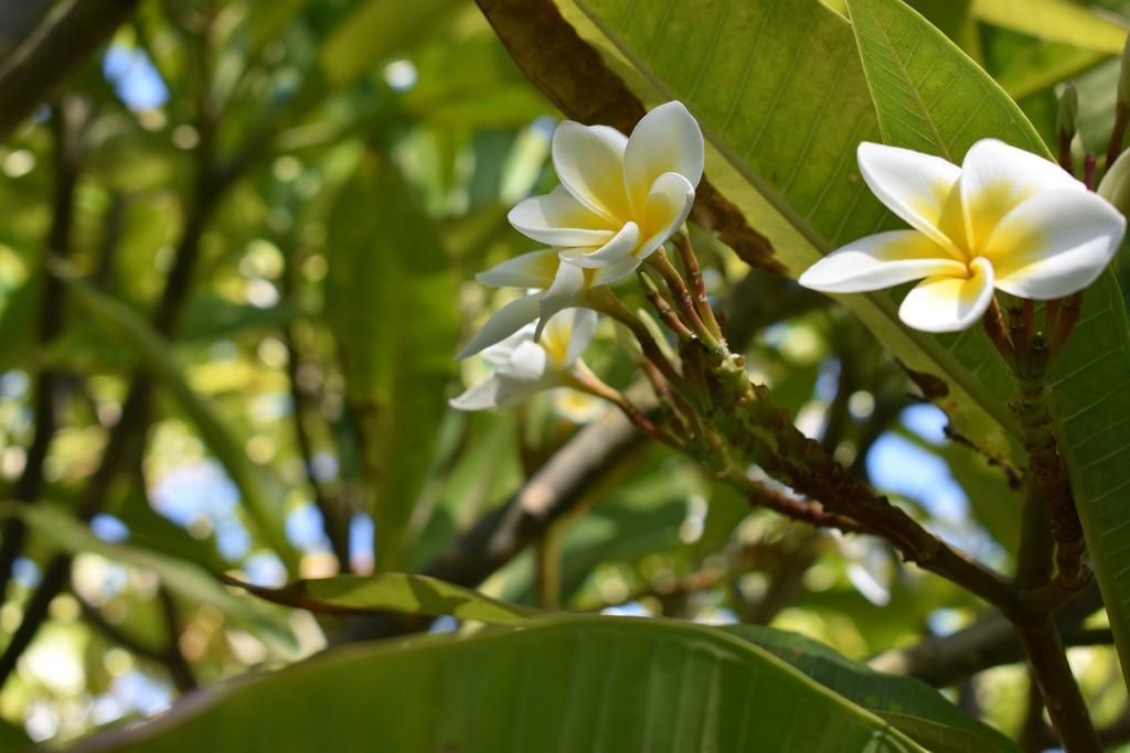 Nona Lani Cottages Kihei Bagian luar foto